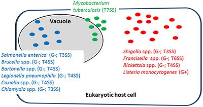 To Eat and to Be Eaten: Mutual Metabolic Adaptations of Immune Cells and Intracellular Bacterial Pathogens upon Infection